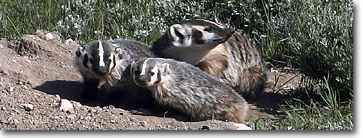 Badger Sow and Cubs -Yellowstone National Park