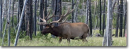 Bull Elk in Velvet -Yellowstone National Park