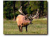 elk