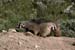 badger cubs
