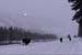 bison winter