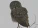 great gray owl