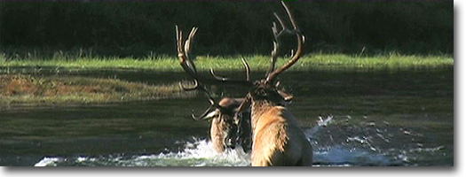 Bull Elk Fighting -Yellowstone National Park