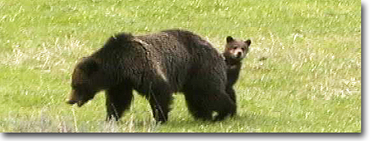 Grizzly and Cub -Yellowstone National Park