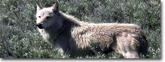 Alpha Female Wolf Hayden Valley -Yellowstone National Park