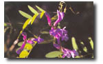 american vetch