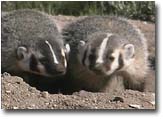 badger cubs