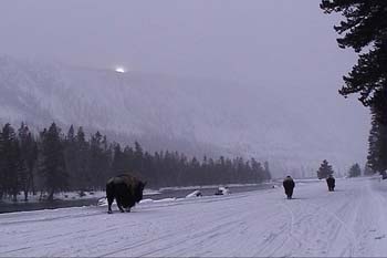 bison winter