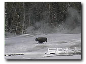 bison winter