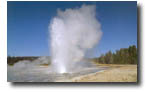 daisy geyser