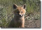 fox kit