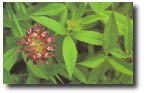 longstalk clover