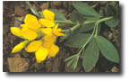 mountain golden pea