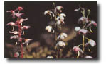 pyrola