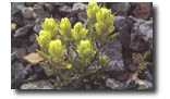 sulphur paint brush