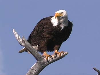 wlbald eagle1