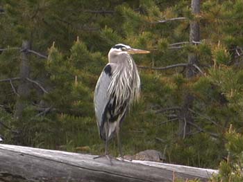 wlblue heron