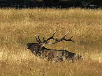 wlbull elk bugling