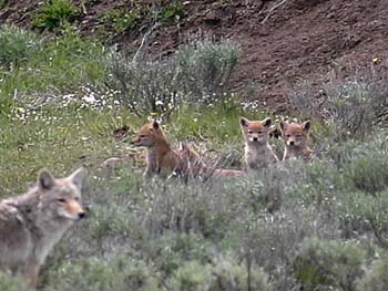 wlcoyote w pups