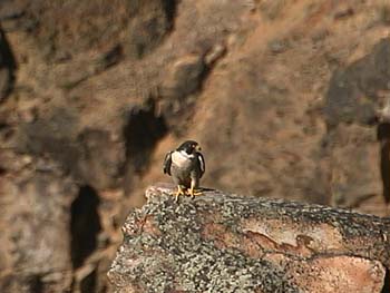 wlfalcon on rock