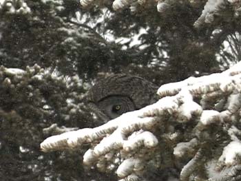 wlgreat gray owl tree