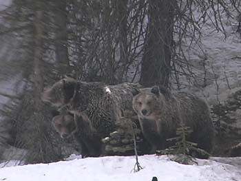 wlgrizzlies spring