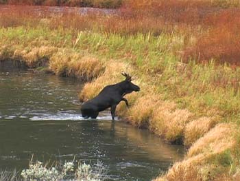wlmoose river