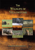 yelllowstone wildlife
